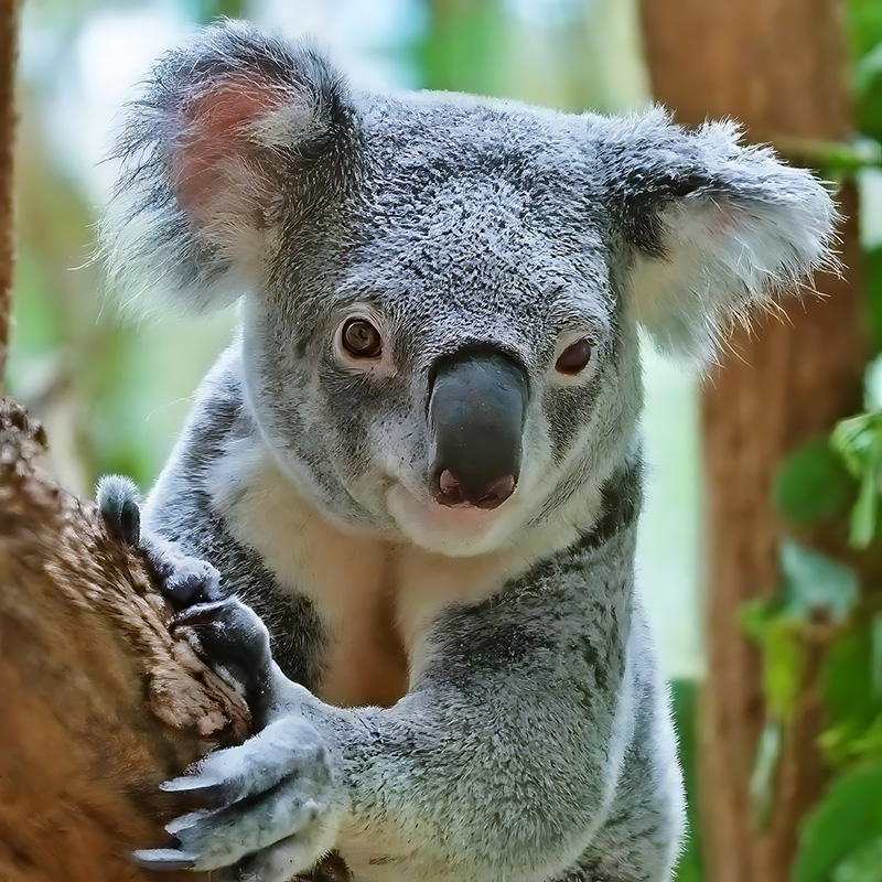 David Kulikes Australien Insight - Mein Leben Down Under